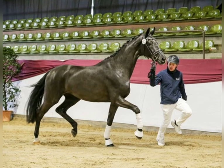 Cavallo da sella tedesco Giumenta 3 Anni 168 cm Morello in Ravensburg