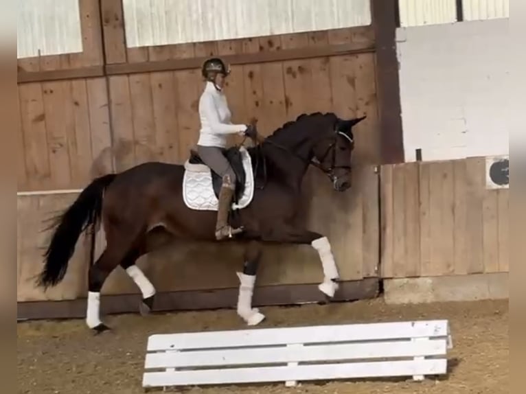 Cavallo da sella tedesco Giumenta 3 Anni 169 cm Baio scuro in Bielefeld Cavallo da sella tedesco Giumenta 3 Anni 169 cm Baio scuro in Bielefeld