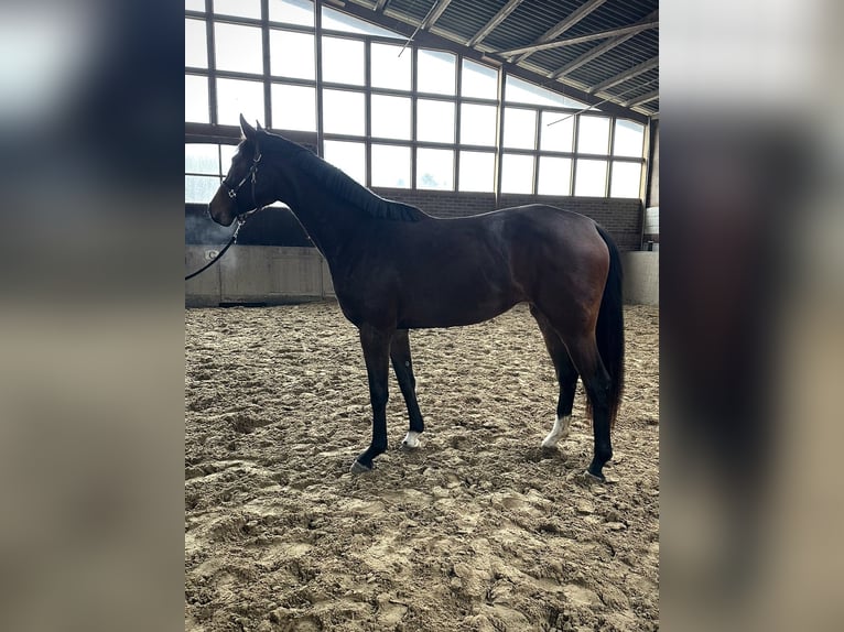 Cavallo da sella tedesco Giumenta 3 Anni 170 cm Baio in Gevelsberg
