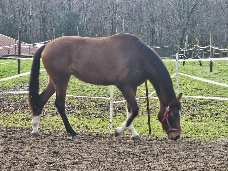 Cavallo da sella tedesco Giumenta 3 Anni 170 cm Baio in Gevelsberg