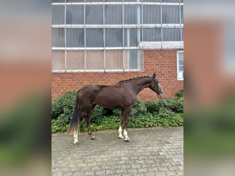 Cavallo da sella tedesco Giumenta 3 Anni 172 cm Sauro scuro in Soest