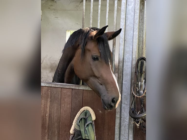 Cavallo da sella tedesco Giumenta 3 Anni 175 cm Baio scuro in Walsrode