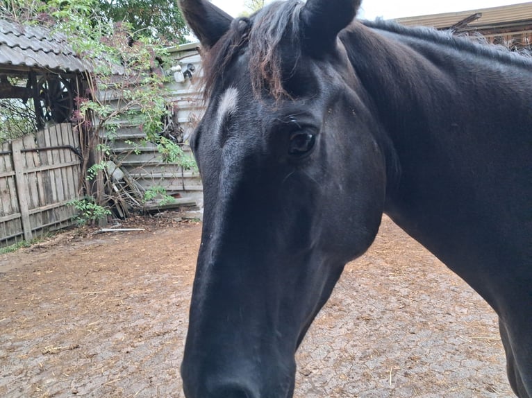 Cavallo da sella tedesco Giumenta 3 Anni Baio nero in Frankenhardt