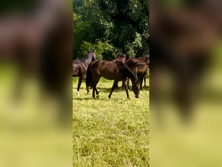 Cavallo da sella tedesco Giumenta 3 Anni Baio scuro in Bad Griesbach im Rottal