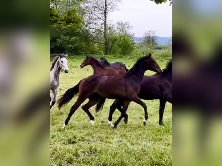 Cavallo da sella tedesco Giumenta 3 Anni Baio scuro in Bad Griesbach im Rottal