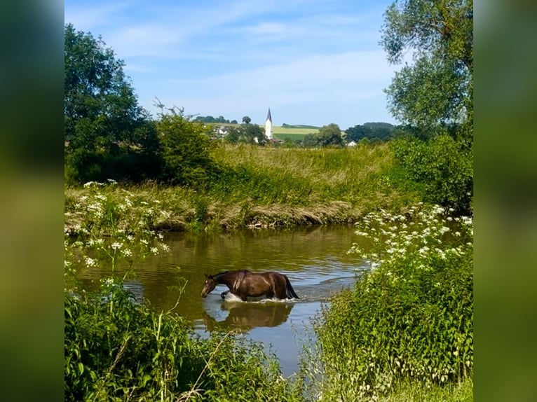 Cavallo da sella tedesco Giumenta 3 Anni Baio scuro in Bad Griesbach im Rottal