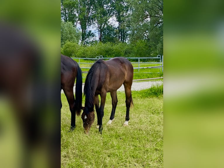 Cavallo da sella tedesco Giumenta 3 Anni Baio scuro in Bad Griesbach im Rottal