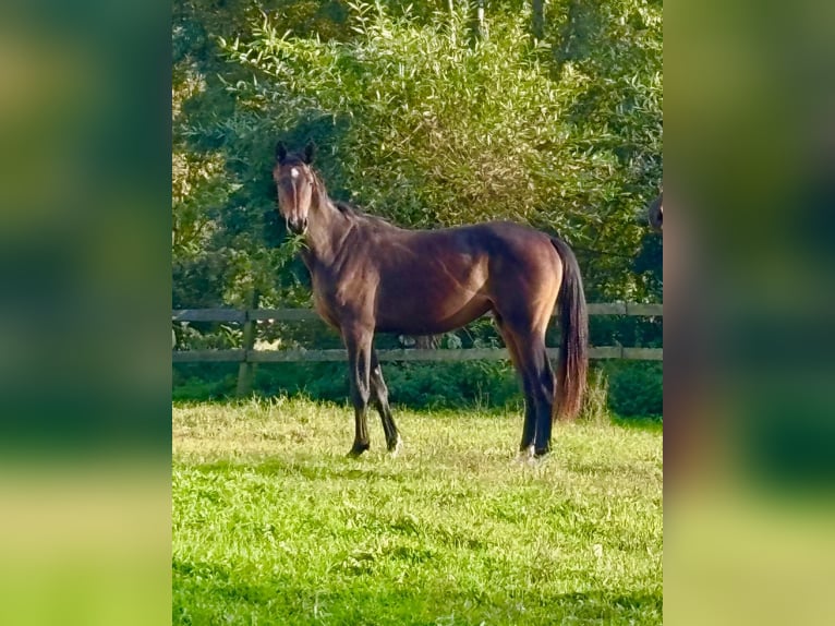 Cavallo da sella tedesco Giumenta 3 Anni Baio scuro in Bad Griesbach im Rottal