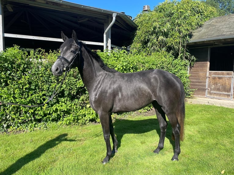 Cavallo da sella tedesco Giumenta 4 Anni 150 cm Grigio pezzato in Grevenbroich