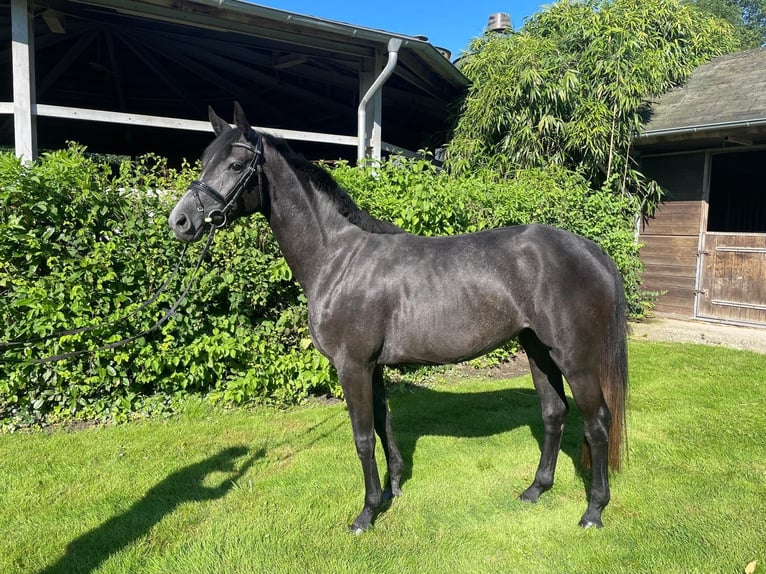 Cavallo da sella tedesco Giumenta 4 Anni 150 cm Grigio pezzato in Grevenbroich