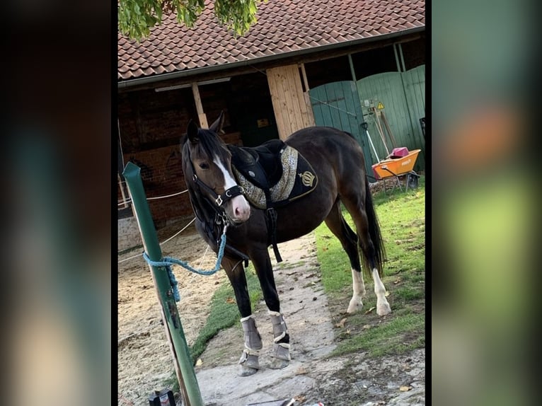 Cavallo da sella tedesco Giumenta 4 Anni 153 cm Baio in Burgdorf