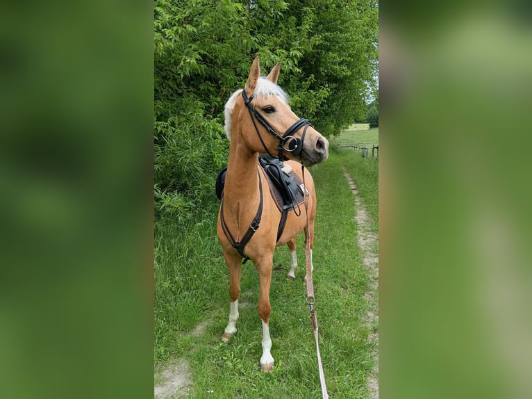 Cavallo da sella tedesco Giumenta 4 Anni 153 cm Palomino in Plaaz