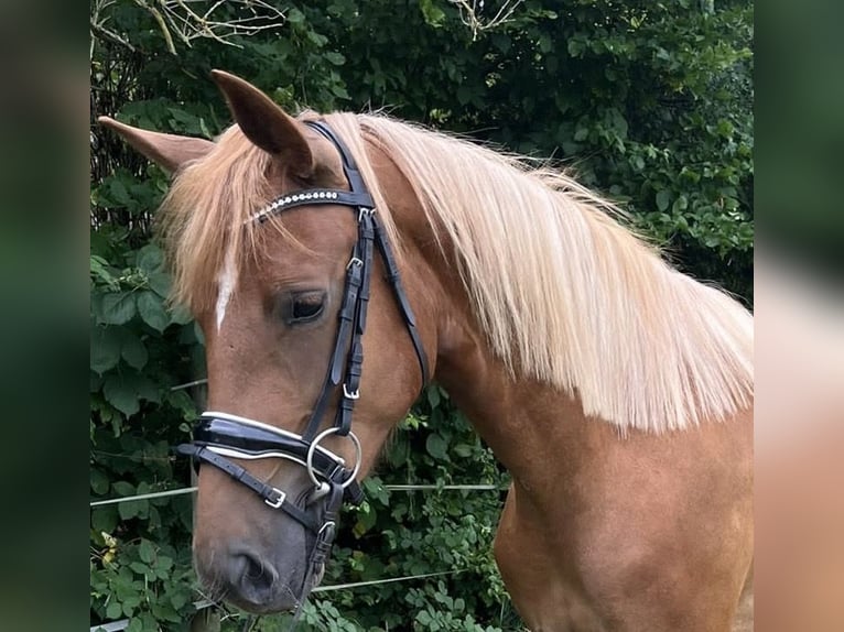 Cavallo da sella tedesco Giumenta 4 Anni 155 cm Sauro in Xanten