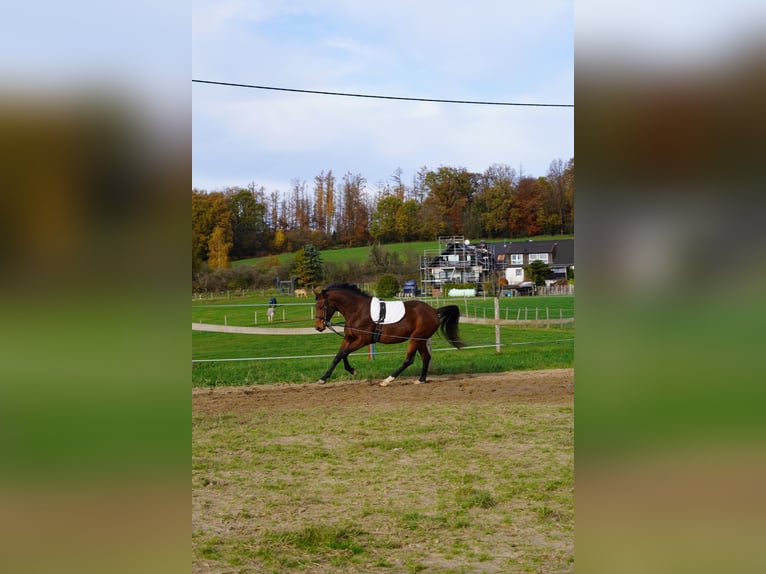 Cavallo da sella tedesco Giumenta 4 Anni 157 cm Baio in N&#xFC;mbrecht