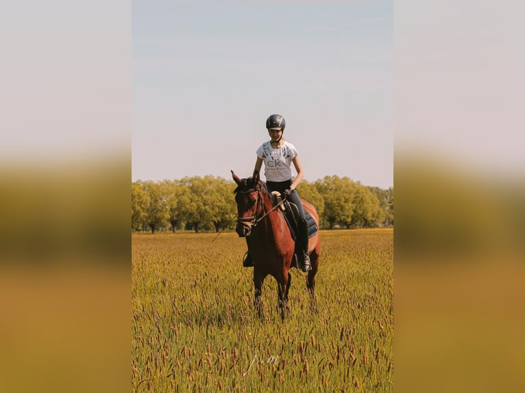 Cavallo da sella tedesco Giumenta 4 Anni 158 cm Baio chiaro in R&#xE4;tzlingen