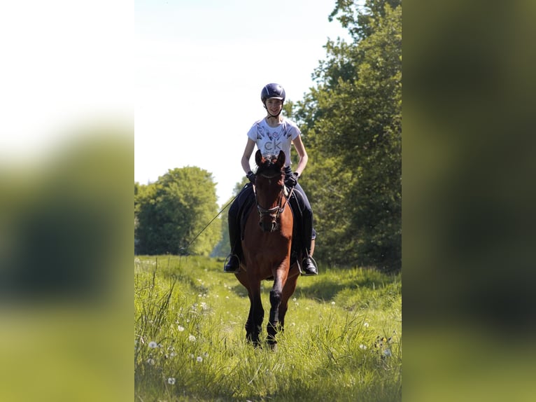 Cavallo da sella tedesco Giumenta 4 Anni 158 cm Baio chiaro in R&#xE4;tzlingen
