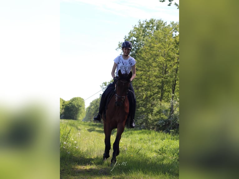 Cavallo da sella tedesco Giumenta 4 Anni 158 cm Baio chiaro in R&#xE4;tzlingen