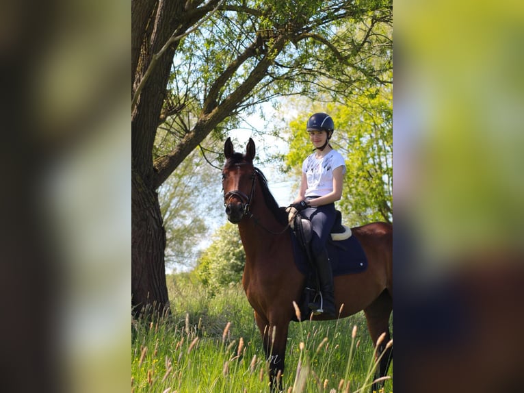 Cavallo da sella tedesco Giumenta 4 Anni 158 cm Baio chiaro in R&#xE4;tzlingen