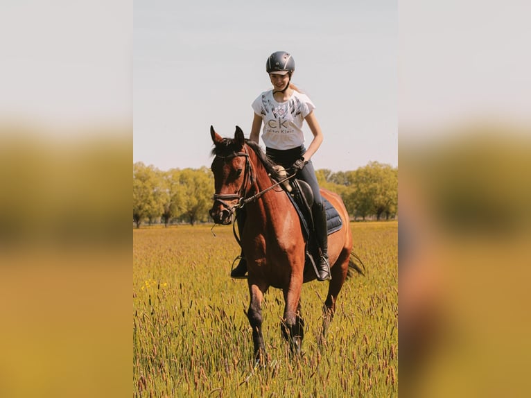 Cavallo da sella tedesco Giumenta 4 Anni 158 cm Baio chiaro in R&#xE4;tzlingen