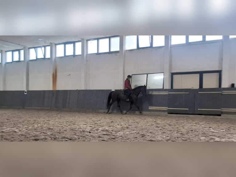 Cavallo da sella tedesco Giumenta 4 Anni 158 cm Sauro in Buchhain