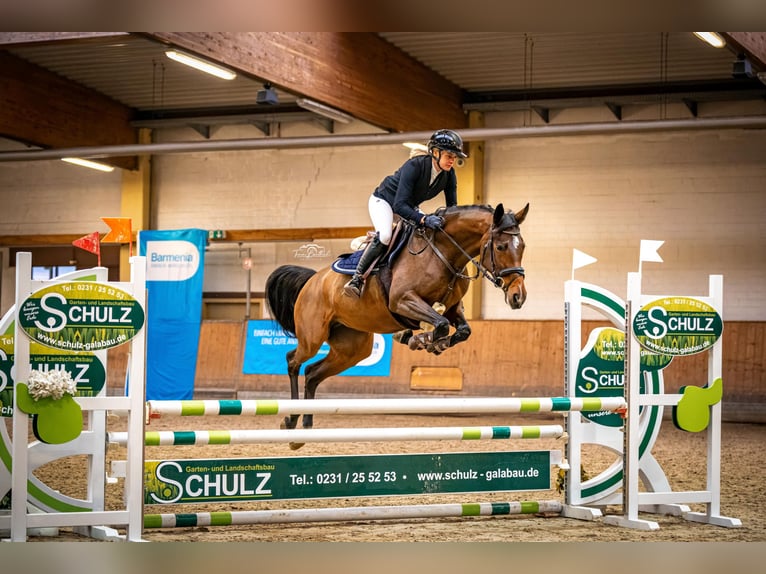 Cavallo da sella tedesco Giumenta 4 Anni 160 cm Baio in Salzkotten