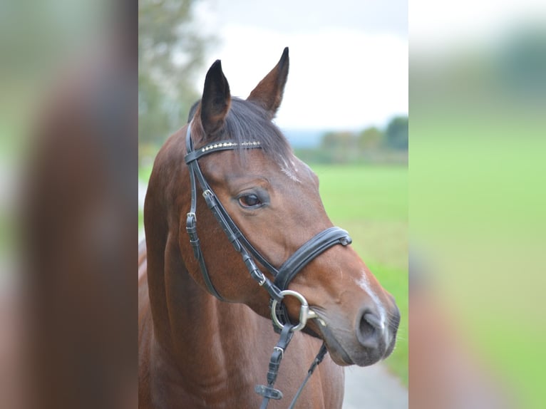 Cavallo da sella tedesco Giumenta 4 Anni 160 cm Baio in Salzkotten