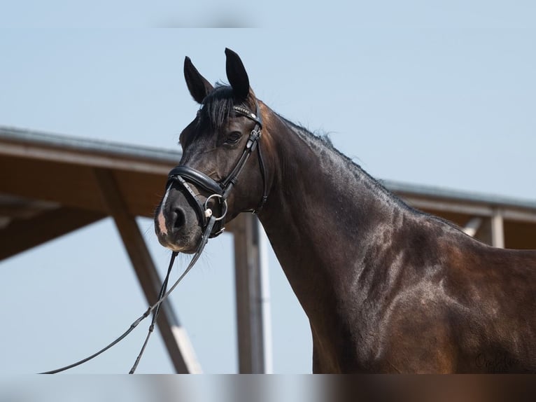 Cavallo da sella tedesco Giumenta 4 Anni 160 cm Baio nero in La Génétouze