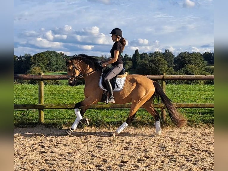 Cavallo da sella tedesco Giumenta 4 Anni 160 cm Pelle di daino in Hemer