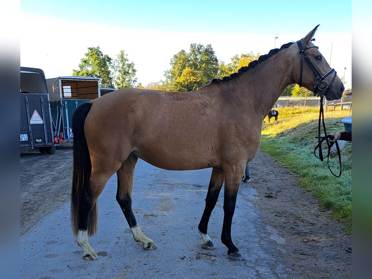 Cavallo da sella tedesco Giumenta 4 Anni 160 cm Pelle di daino in Hemer