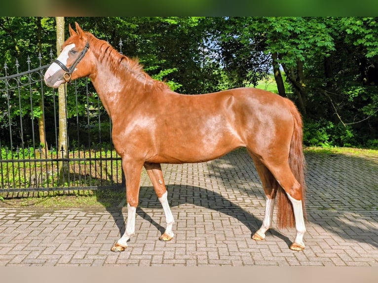 Cavallo da sella tedesco Giumenta 4 Anni 162 cm Sauro in Wesel