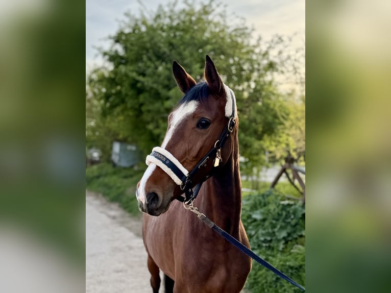 Cavallo da sella tedesco Giumenta 4 Anni 163 cm Baio in Grevenbroich