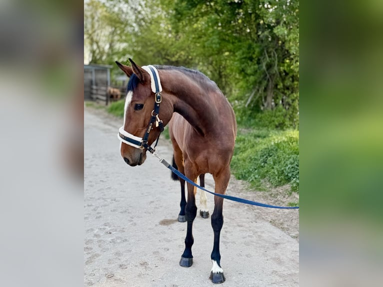Cavallo da sella tedesco Giumenta 4 Anni 163 cm Baio in Grevenbroich