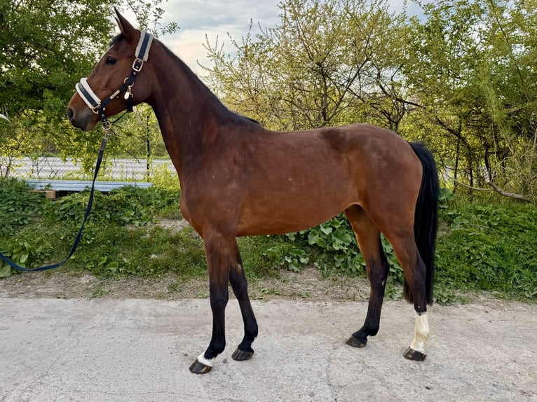 Cavallo da sella tedesco Giumenta 4 Anni 163 cm Baio in Grevenbroich