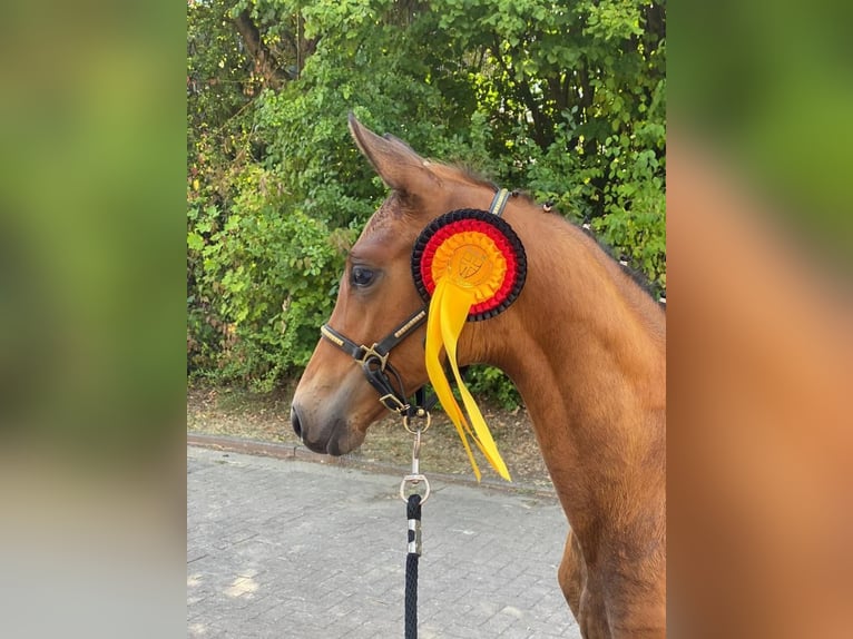 Cavallo da sella tedesco Giumenta 4 Anni 163 cm Baio scuro in Waiblingen