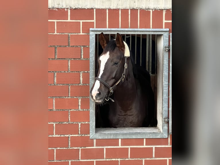 Cavallo da sella tedesco Giumenta 4 Anni 163 cm Sauro scuro in Bad Laer