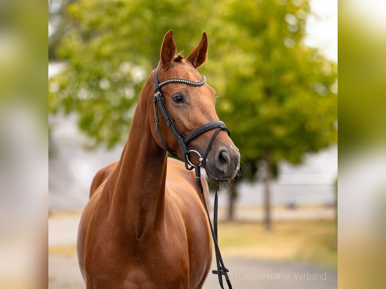 Cavallo da sella tedesco Giumenta 4 Anni 163 cm Sauro scuro in Verden