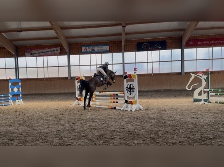 Cavallo da sella tedesco Giumenta 4 Anni 164 cm Baio scuro in Gribow