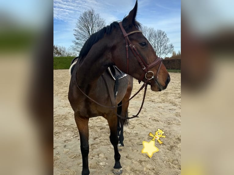 Cavallo da sella tedesco Giumenta 4 Anni 165 cm Baio in Mettmann