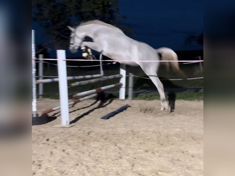 Cavallo da sella tedesco Giumenta 4 Anni 165 cm Grigio in Hainichen