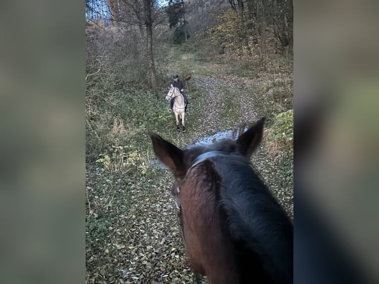 Cavallo da sella tedesco Giumenta 4 Anni 165 cm Grigio in Hainichen