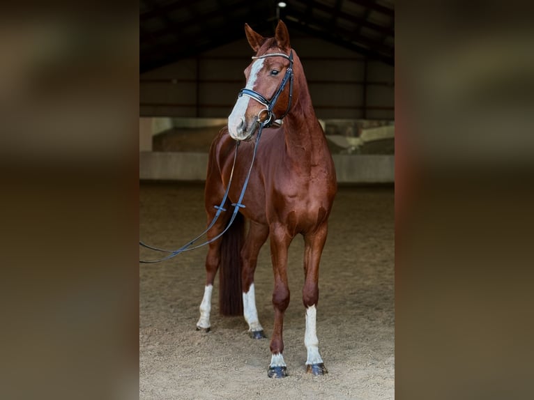 Cavallo da sella tedesco Giumenta 4 Anni 165 cm Sauro in Kietz