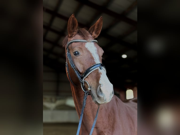 Cavallo da sella tedesco Giumenta 4 Anni 165 cm Sauro in Kietz