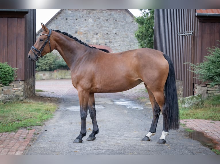 Cavallo da sella tedesco Giumenta 4 Anni 167 cm Baio in Bramsche