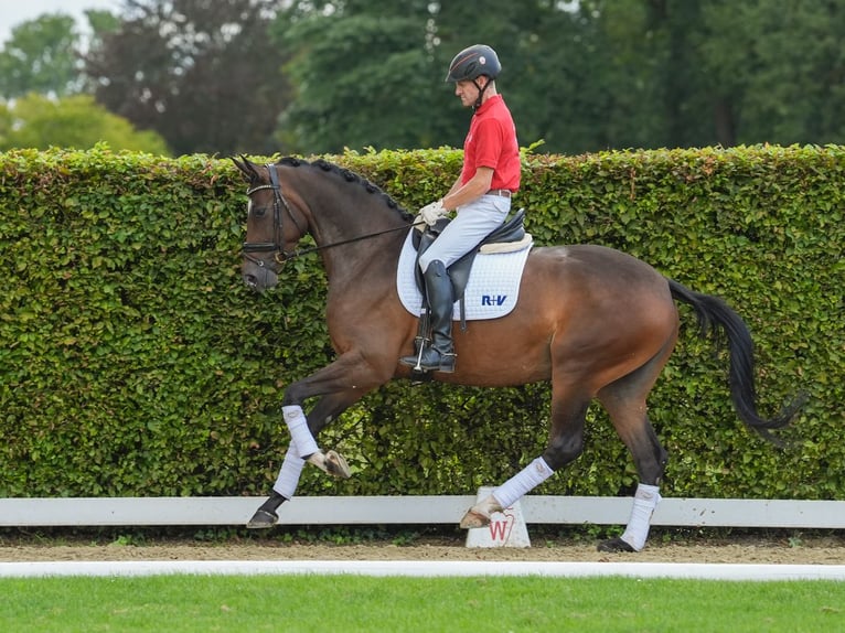 Cavallo da sella tedesco Giumenta 4 Anni 167 cm Baio in Münster