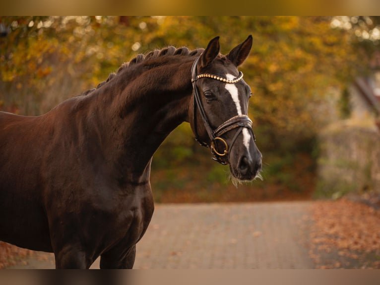 Cavallo da sella tedesco Giumenta 4 Anni 167 cm Sauro scuro in Bielefeld