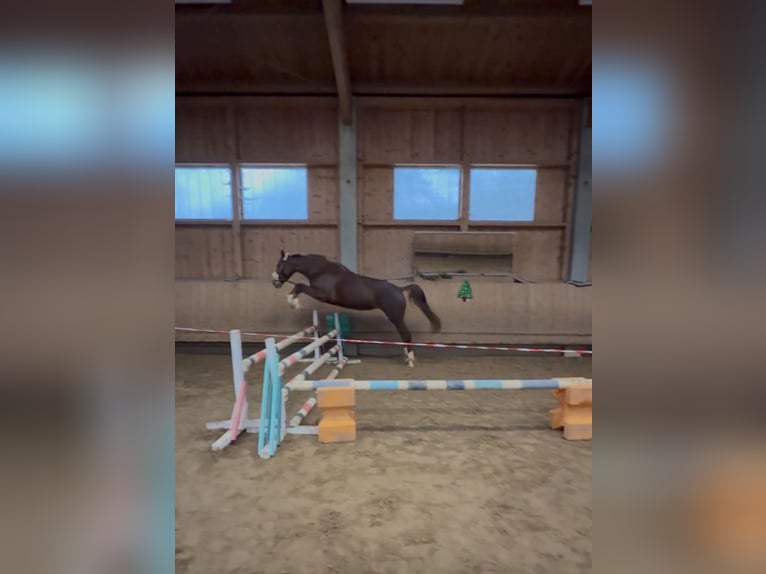 Cavallo da sella tedesco Giumenta 4 Anni 167 cm Sauro scuro in Fürstenfeldbruck