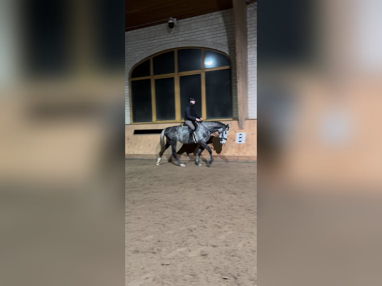 Cavallo da sella tedesco Giumenta 4 Anni 168 cm Grigio pezzato in Wittichenau