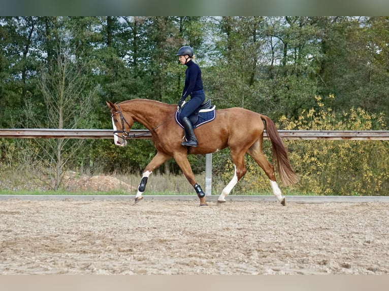 Cavallo da sella tedesco Giumenta 4 Anni 169 cm Sauro in Neudrossenfeld