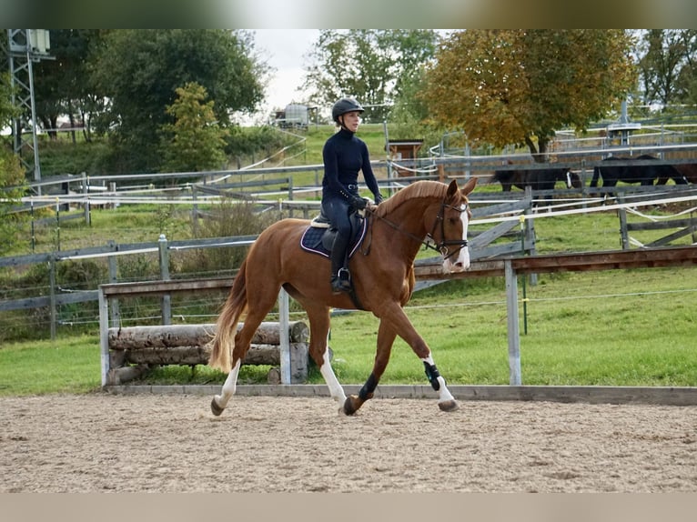 Cavallo da sella tedesco Giumenta 4 Anni 169 cm Sauro in Neudrossenfeld