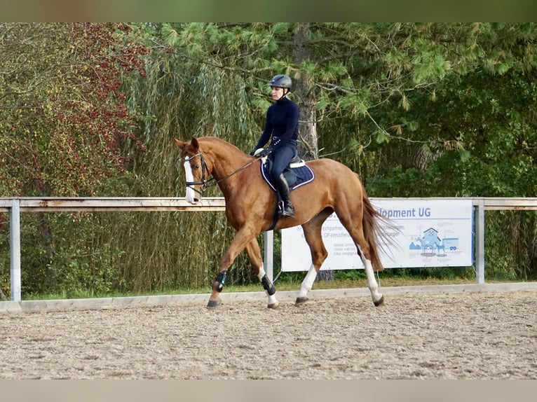 Cavallo da sella tedesco Giumenta 4 Anni 169 cm Sauro in Neudrossenfeld